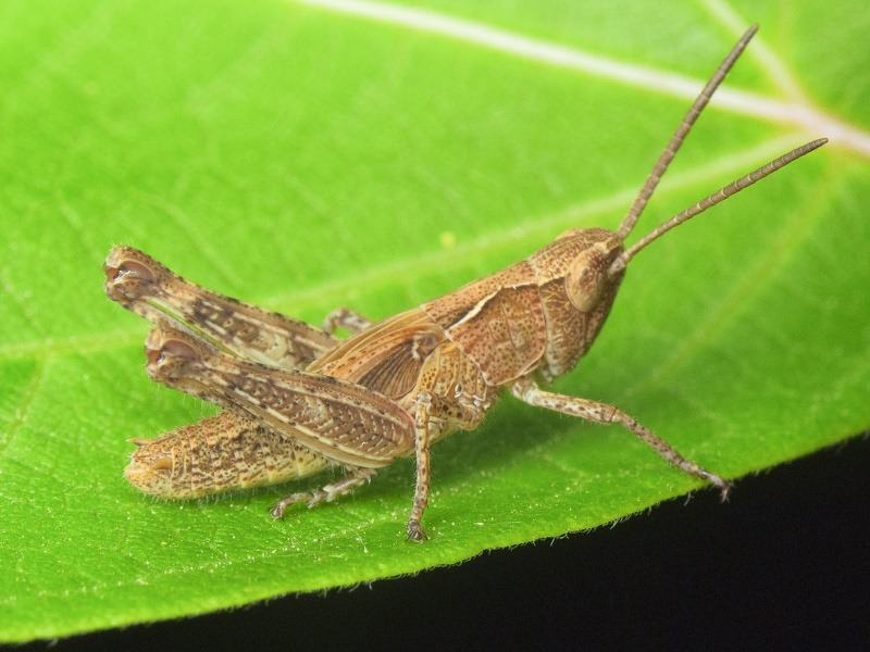 Orthoptera